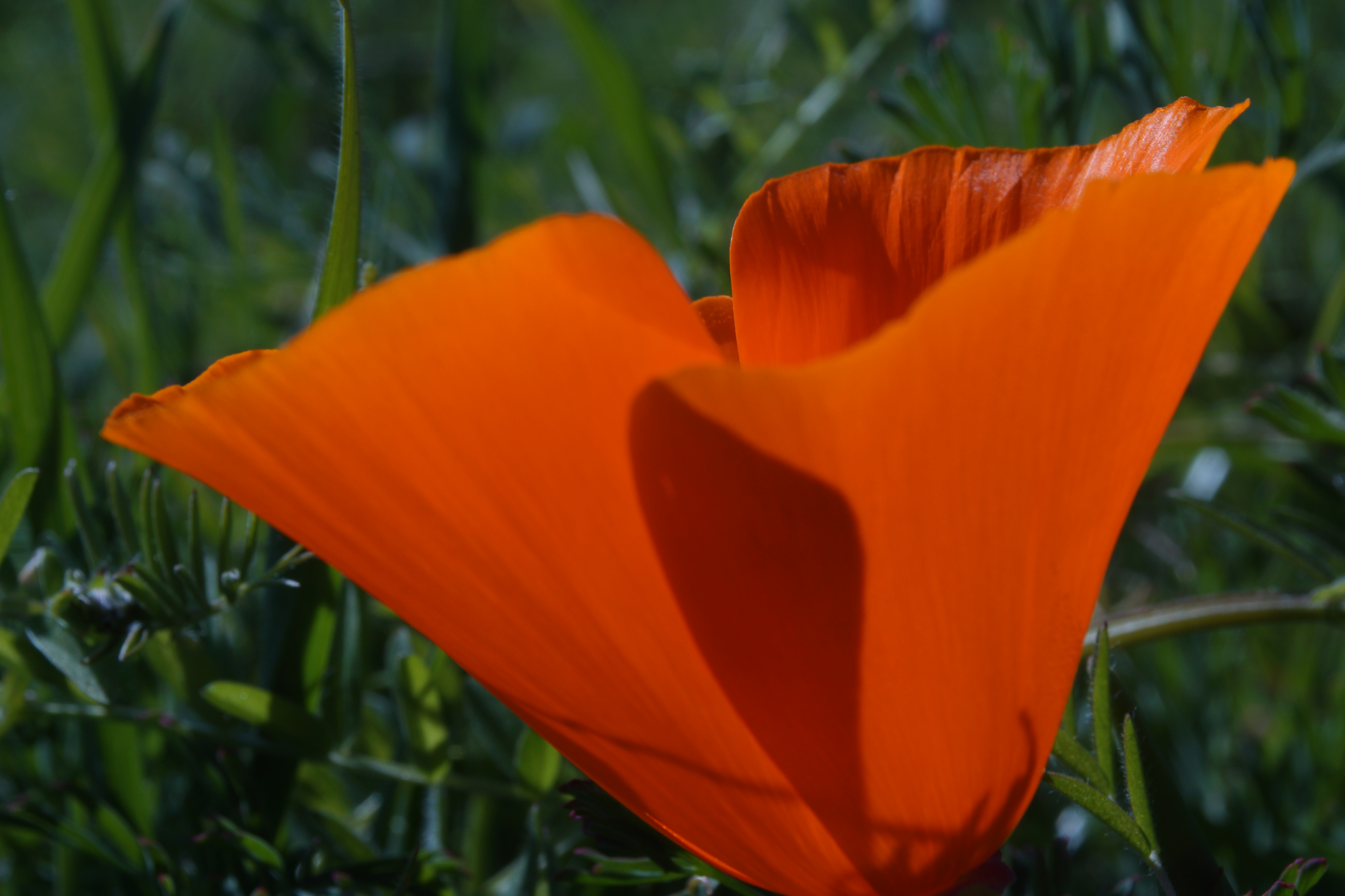 academic image goes here